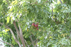 Sterculia foetida